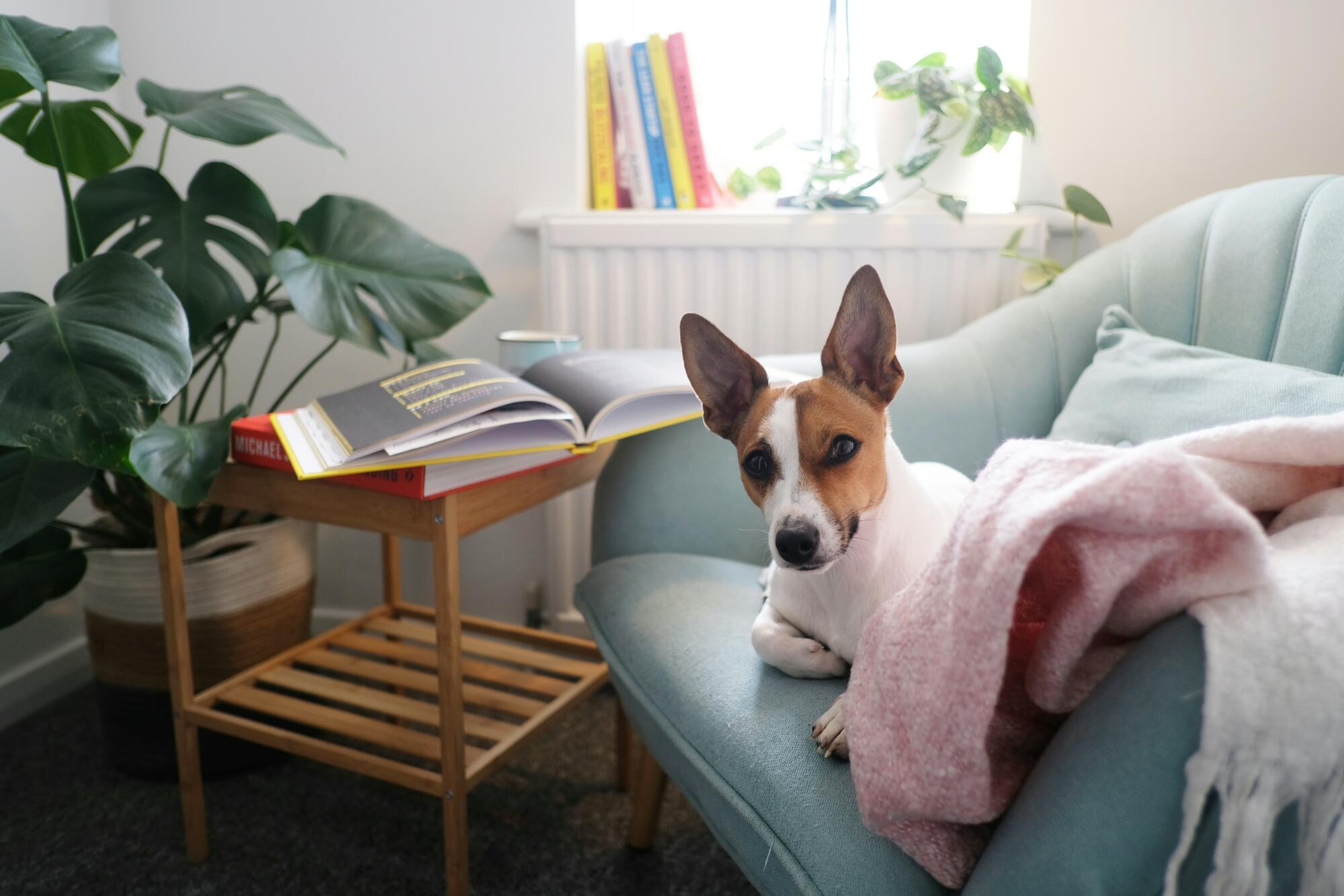 How to Handle Pets in a Rental Property: Essential Pet Screening Tips