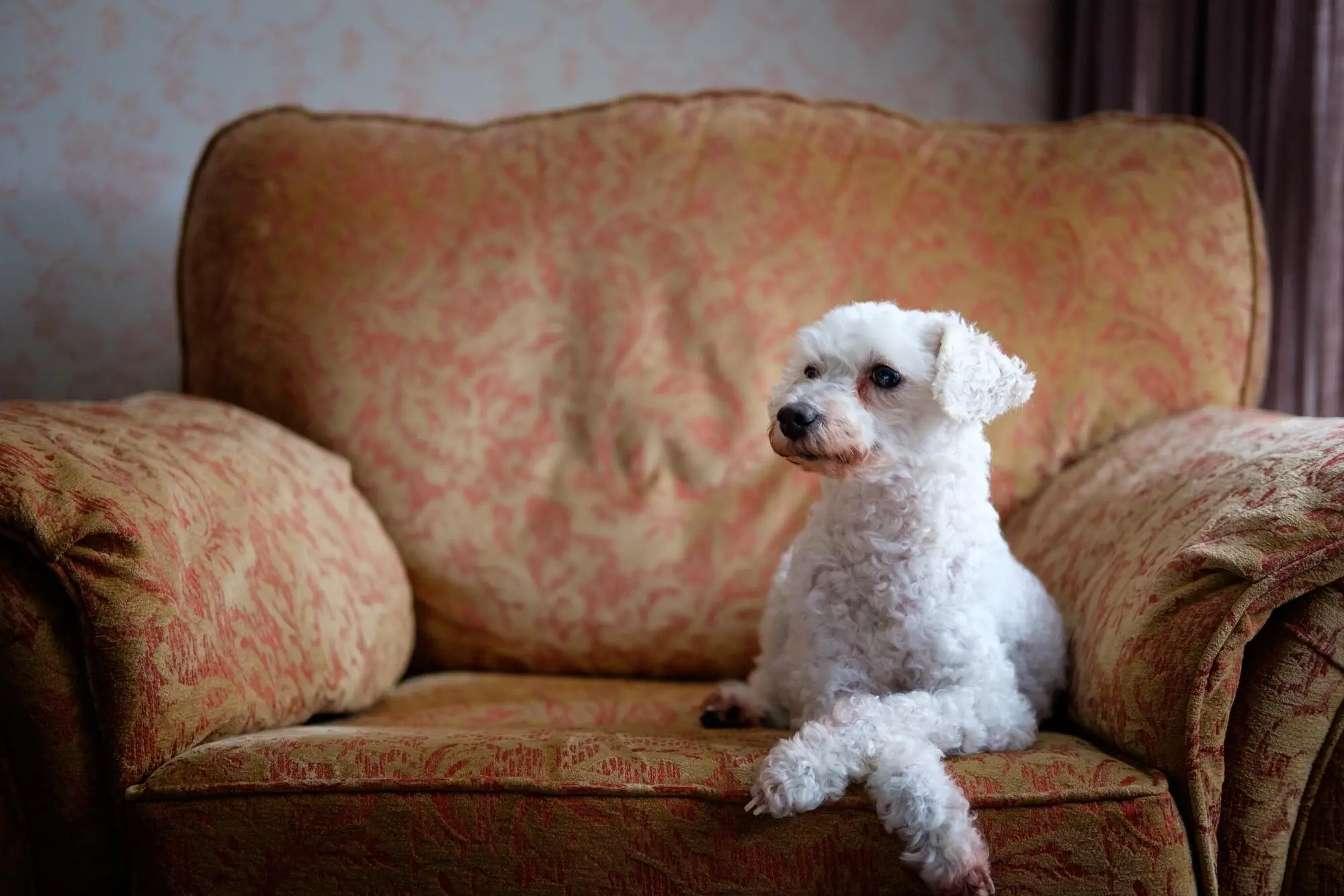Understanding Pet Screening: A Comprehensive Guide